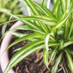 Air Purifying Plants