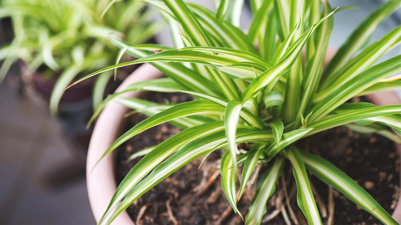 Air Purifying Plants